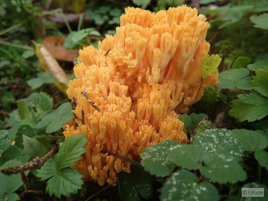 Ramaria aurea